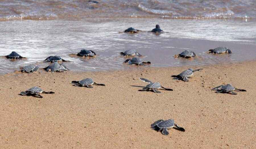 lara_pafos_cyprus lara_pafos_cyprus